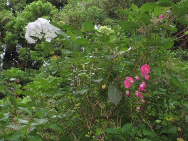 roseroghortensia.jpg