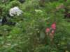 roseroghortensia_small.jpg