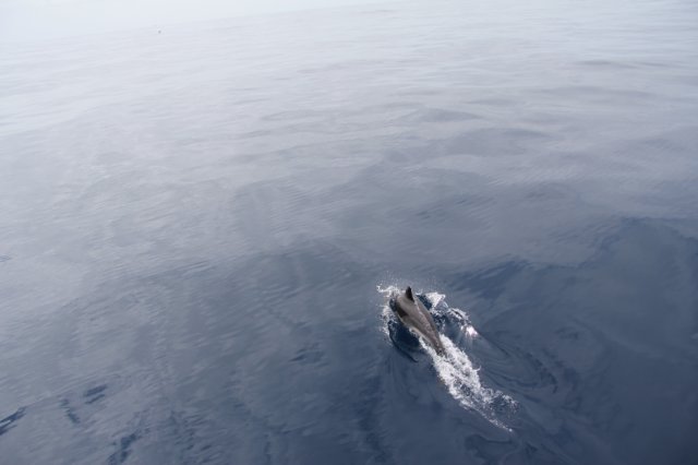 delfin1.jpg
