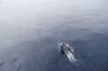 delfin1_small.jpg