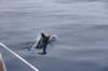 delfin2_small.jpg