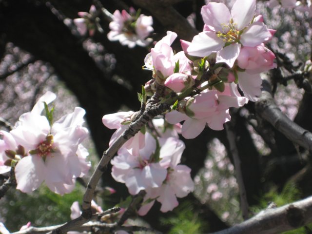mandeltrsblomster.jpg