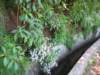 blomsterlevada_small.jpg