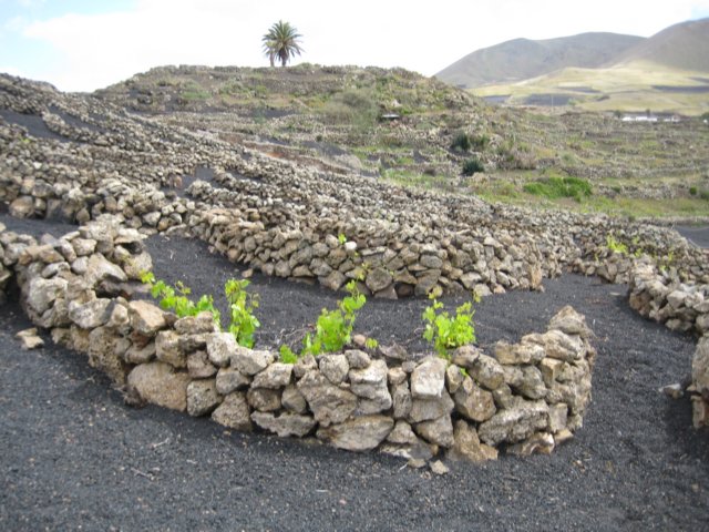 vindyrkningalalanzarote.jpg