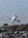 brednbbetstork_small.jpg