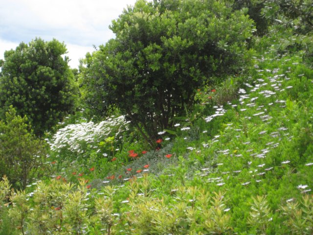 blomster.jpg