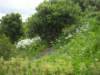 blomster_small.jpg
