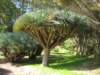 drageblodstriparken_small.jpg