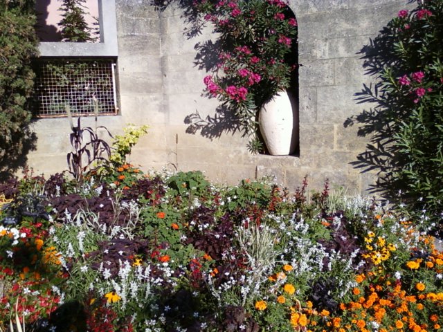 flereblomstermartigues.jpg