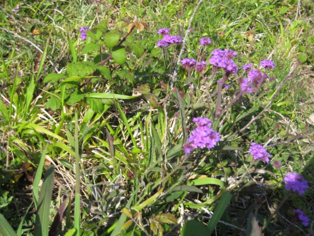 blomster.jpg