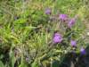 blomster_small.jpg
