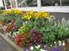 blomsterivillefranchesursaone_small.jpg
