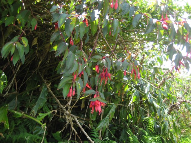 fuchsiainaruren.jpg