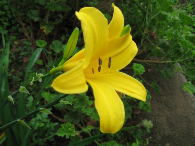 flotgulblomst.jpg