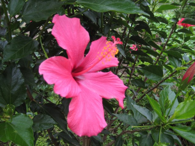flotrdblomst.jpg