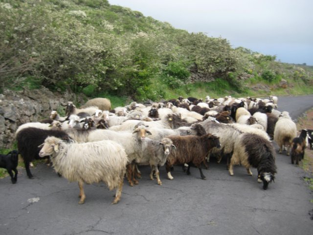freflokken.jpg